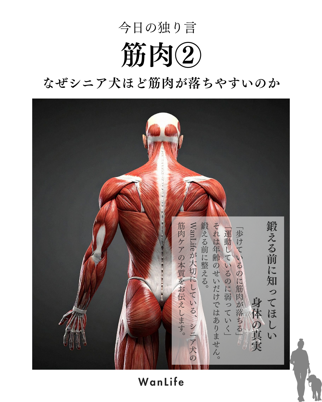 わんわん整体WanLife｜愛知・岐阜の犬の整体・メディセル筋膜リリース・歩けるくん・オベロンアニマルスキャン・ネオヒーラー・温灸・食事療法｜