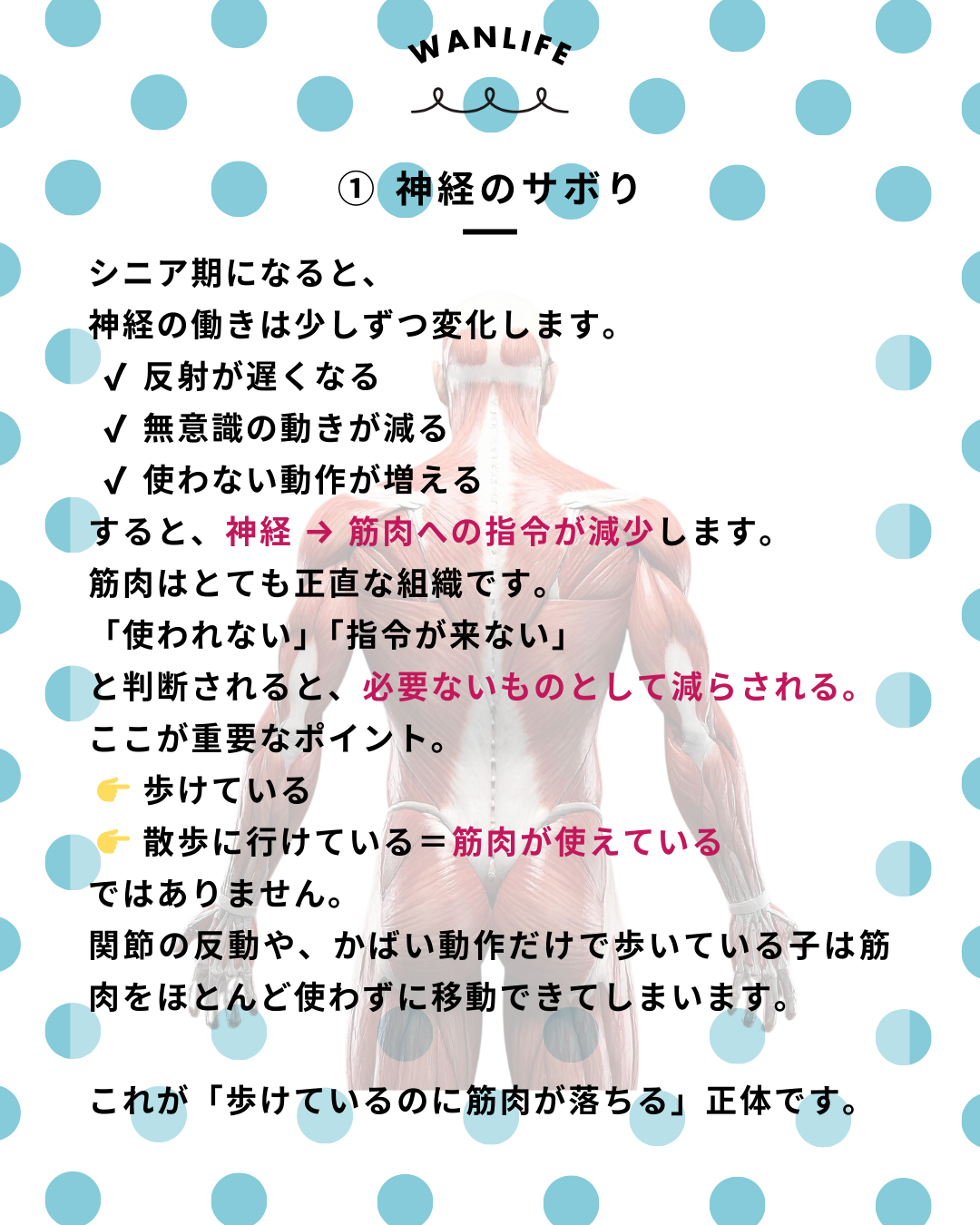 わんわん整体WanLife｜愛知・岐阜の犬の整体・メディセル筋膜リリース・歩けるくん・オベロンアニマルスキャン・ネオヒーラー・温灸・食事療法｜