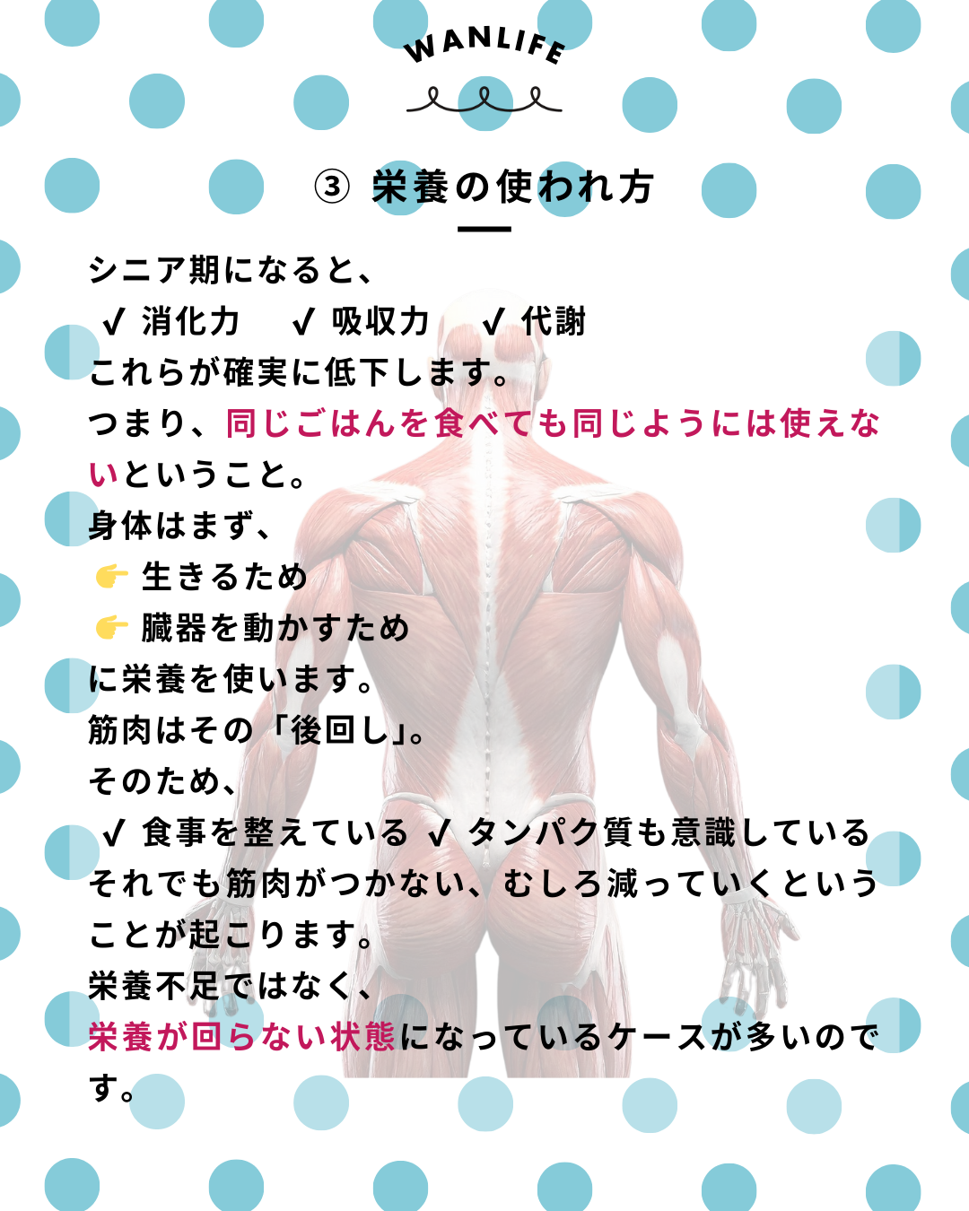 わんわん整体WanLife｜愛知・岐阜の犬の整体・メディセル筋膜リリース・歩けるくん・オベロンアニマルスキャン・ネオヒーラー・温灸・食事療法｜
