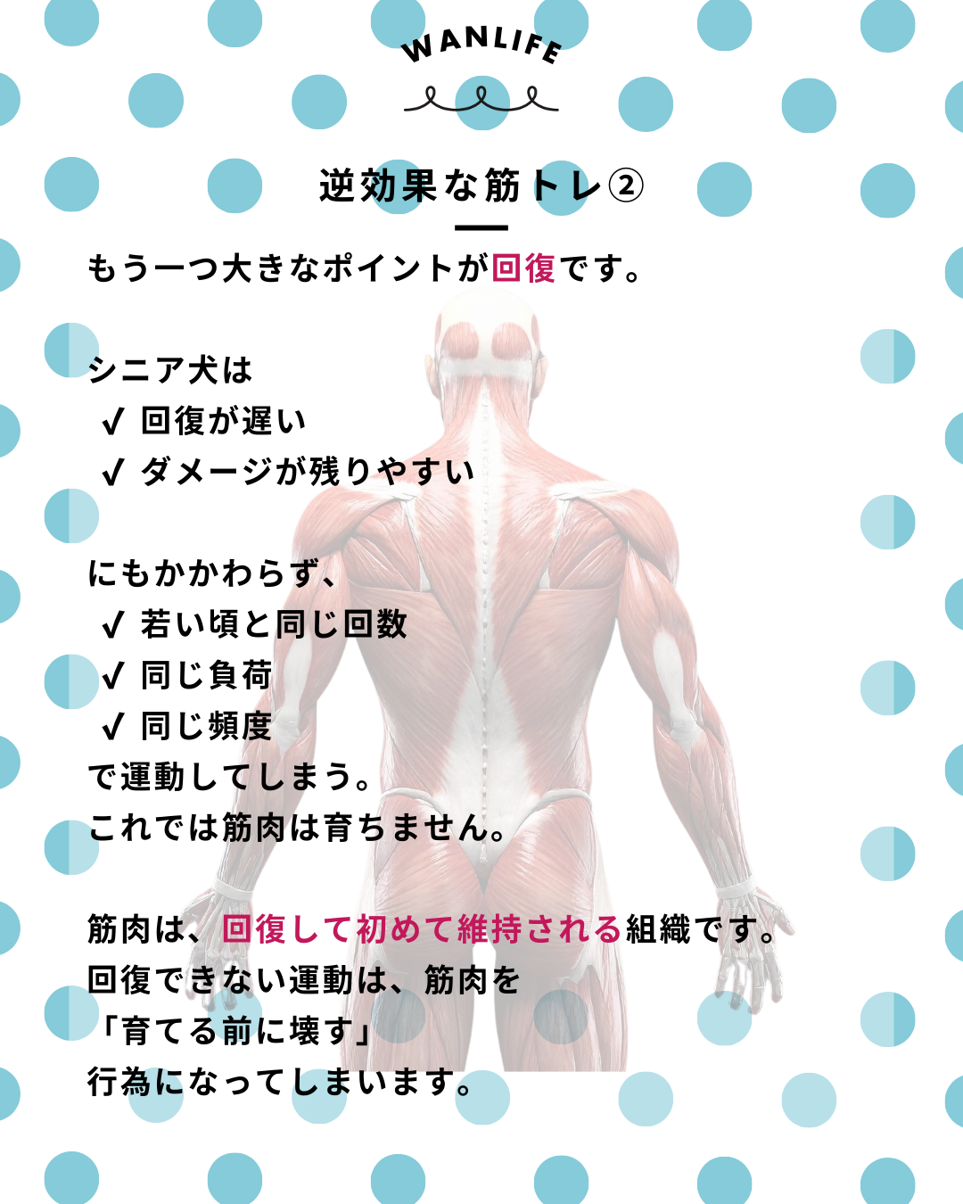わんわん整体WanLife｜愛知・岐阜の犬の整体・メディセル筋膜リリース・歩けるくん・オベロンアニマルスキャン・ネオヒーラー・温灸・食事療法｜