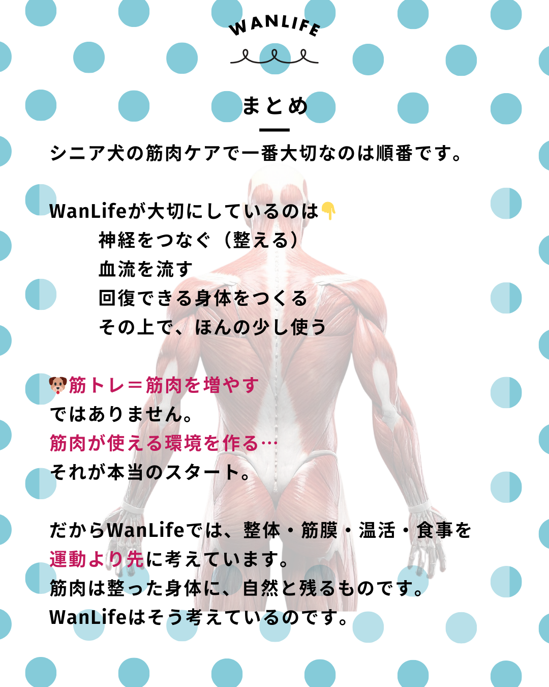 わんわん整体WanLife｜愛知・岐阜の犬の整体・メディセル筋膜リリース・歩けるくん・オベロンアニマルスキャン・ネオヒーラー・温灸・食事療法｜