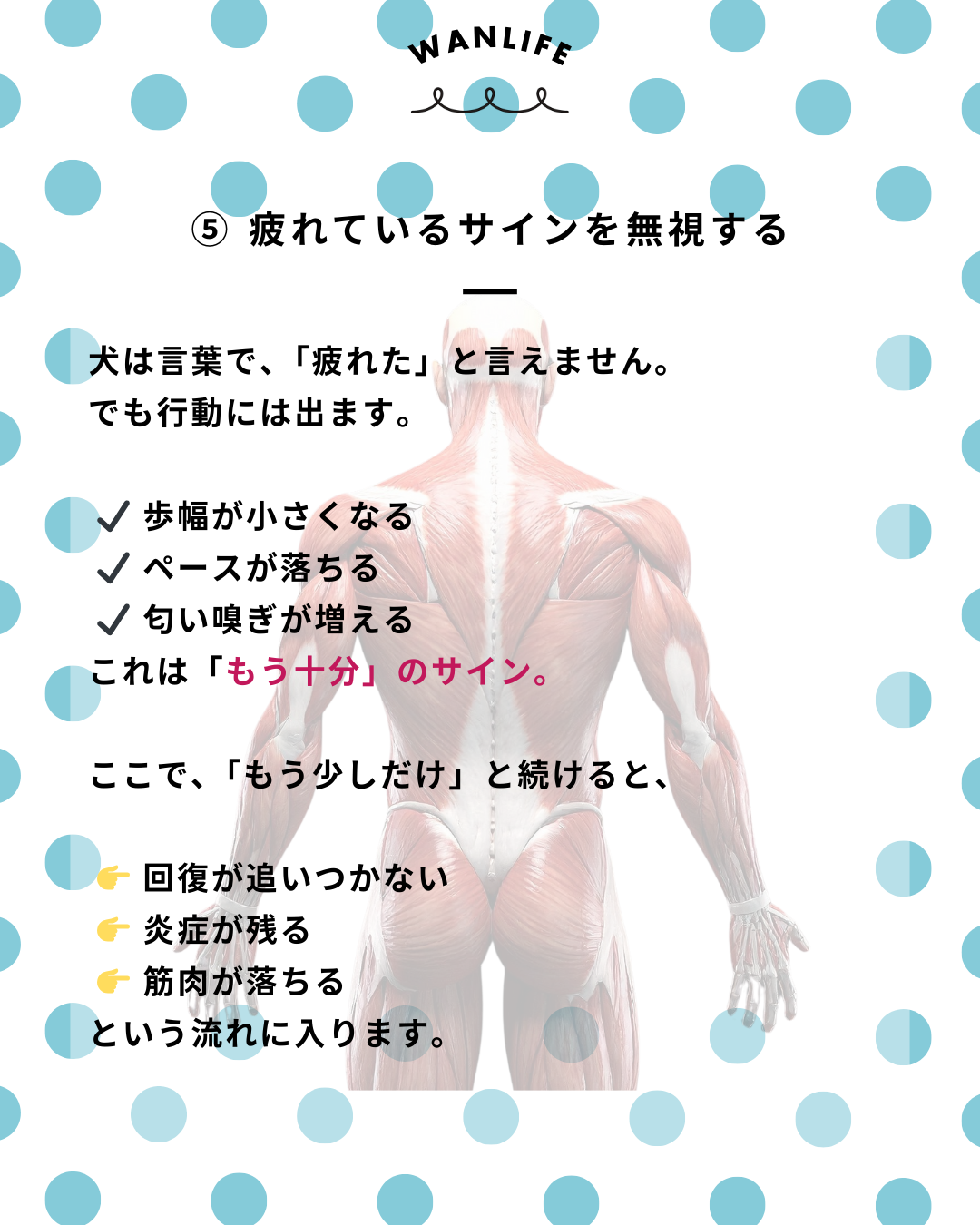 わんわん整体WanLife|愛知・岐阜の犬の整体・メディセル筋膜リリース・歩けるくん・オベロンアニマルスキャン・ネオヒーラー・温灸・食事療法|