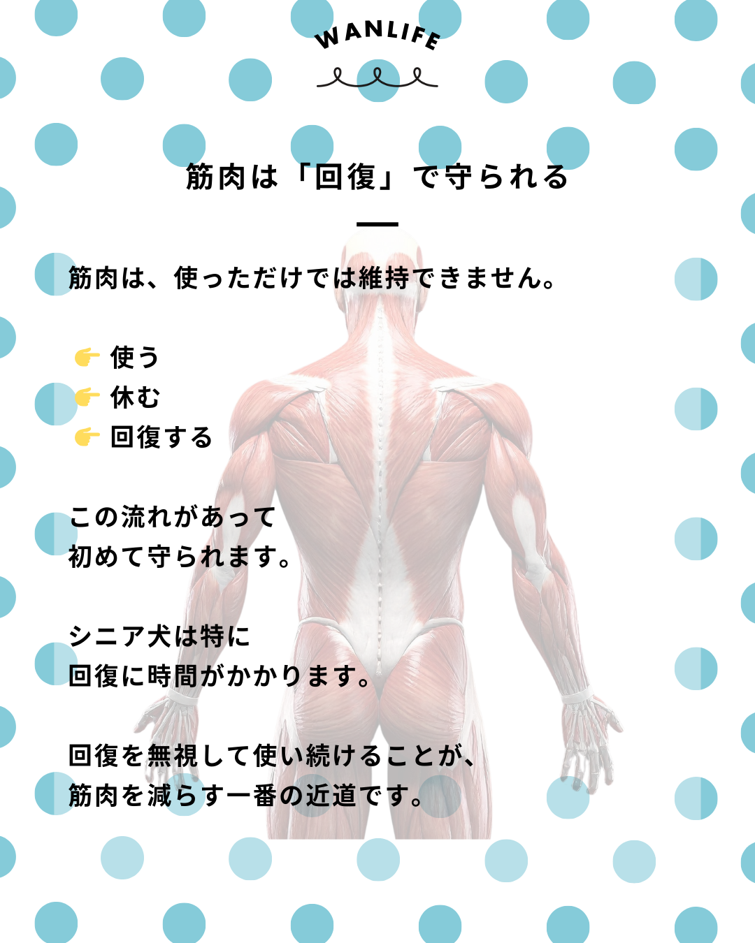 わんわん整体WanLife|愛知・岐阜の犬の整体・メディセル筋膜リリース・歩けるくん・オベロンアニマルスキャン・ネオヒーラー・温灸・食事療法|