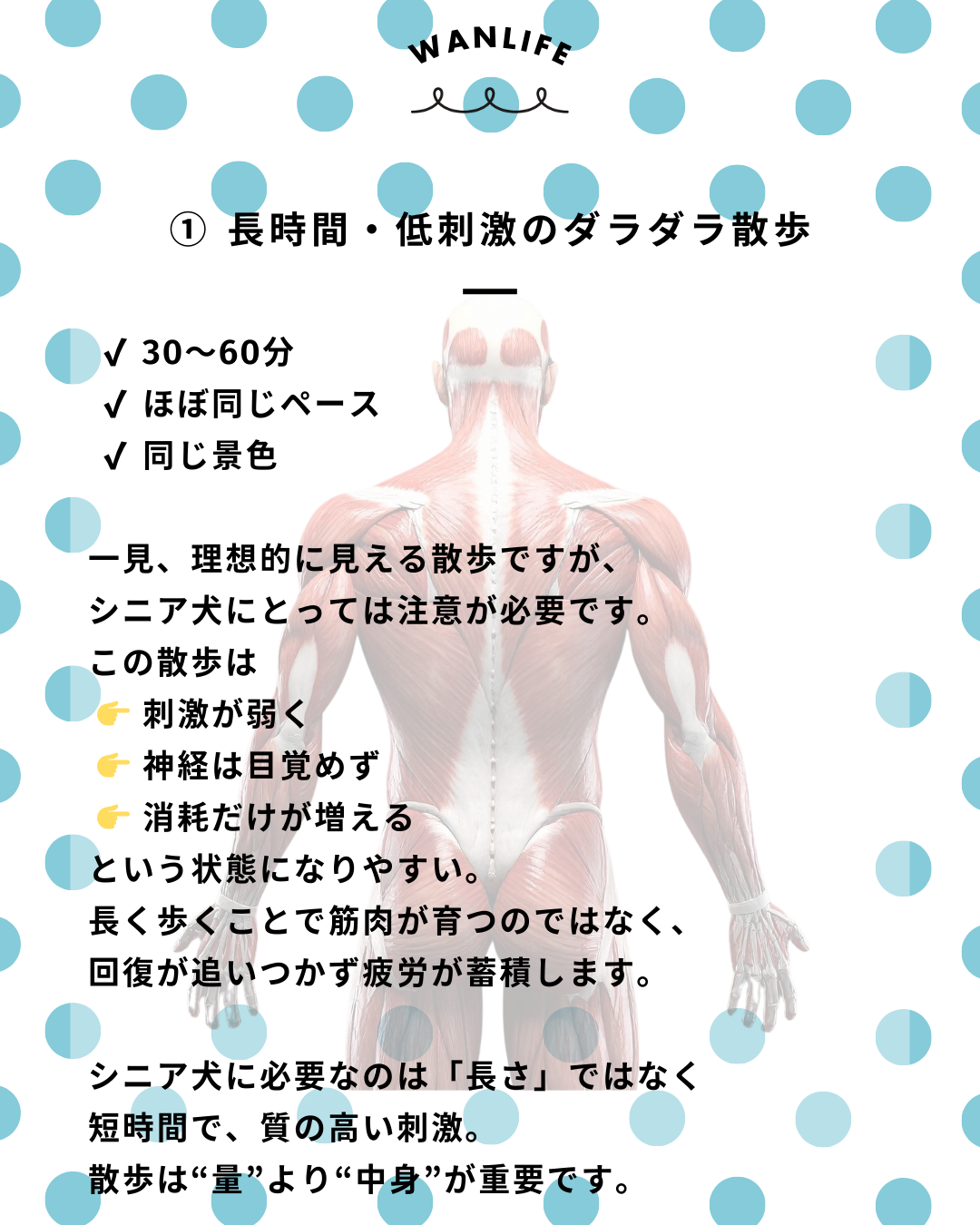 わんわん整体WanLife｜愛知・岐阜の犬の整体・メディセル筋膜リリース・歩けるくん・オベロンアニマルスキャン・ネオヒーラー・温灸・食事療法｜