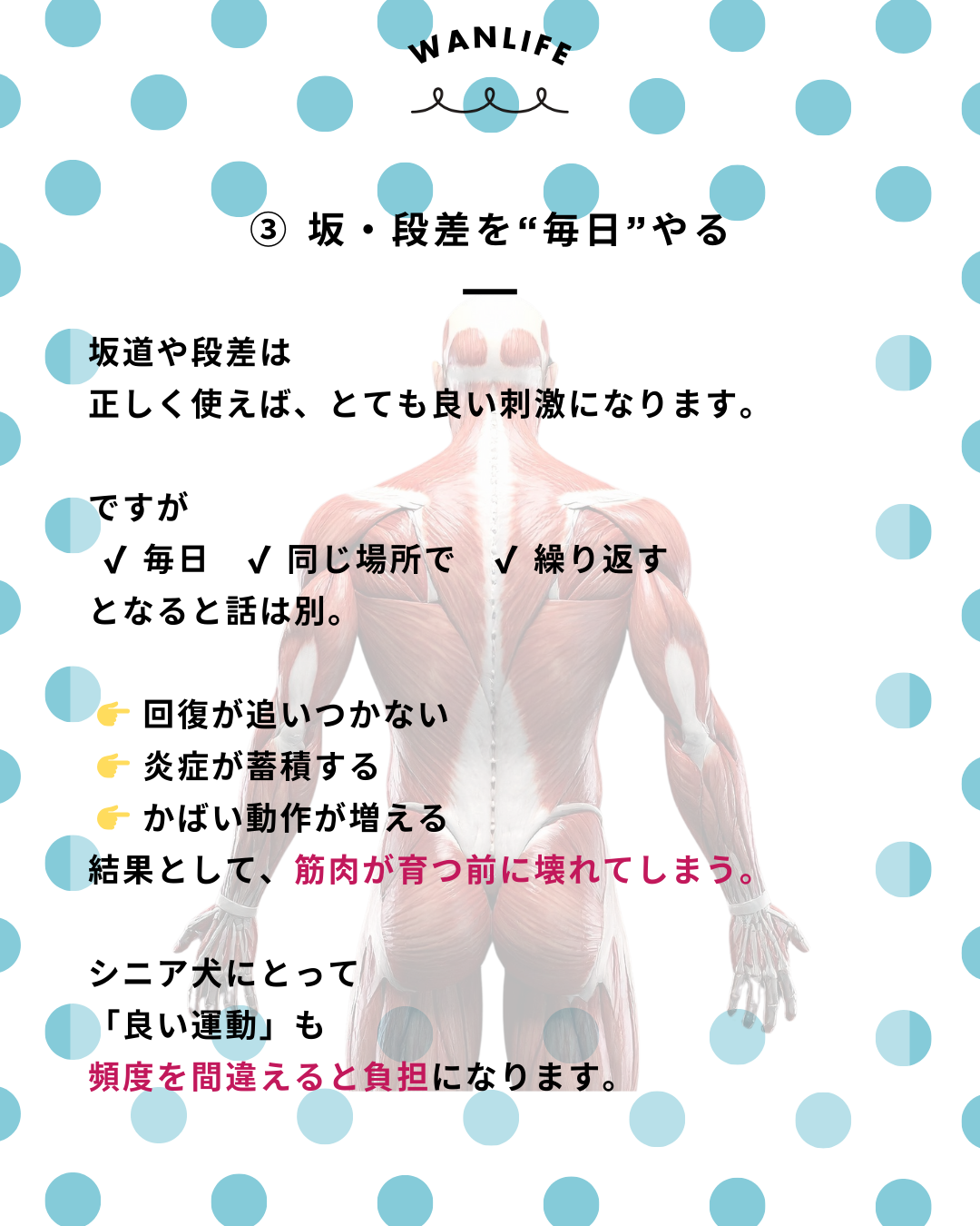 わんわん整体WanLife｜愛知・岐阜の犬の整体・メディセル筋膜リリース・歩けるくん・オベロンアニマルスキャン・ネオヒーラー・温灸・食事療法｜