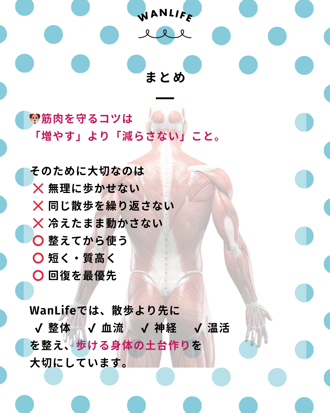 わんわん整体WanLife｜愛知・岐阜の犬の整体・メディセル筋膜リリース・歩けるくん・オベロンアニマルスキャン・ネオヒーラー・温灸・食事療法｜