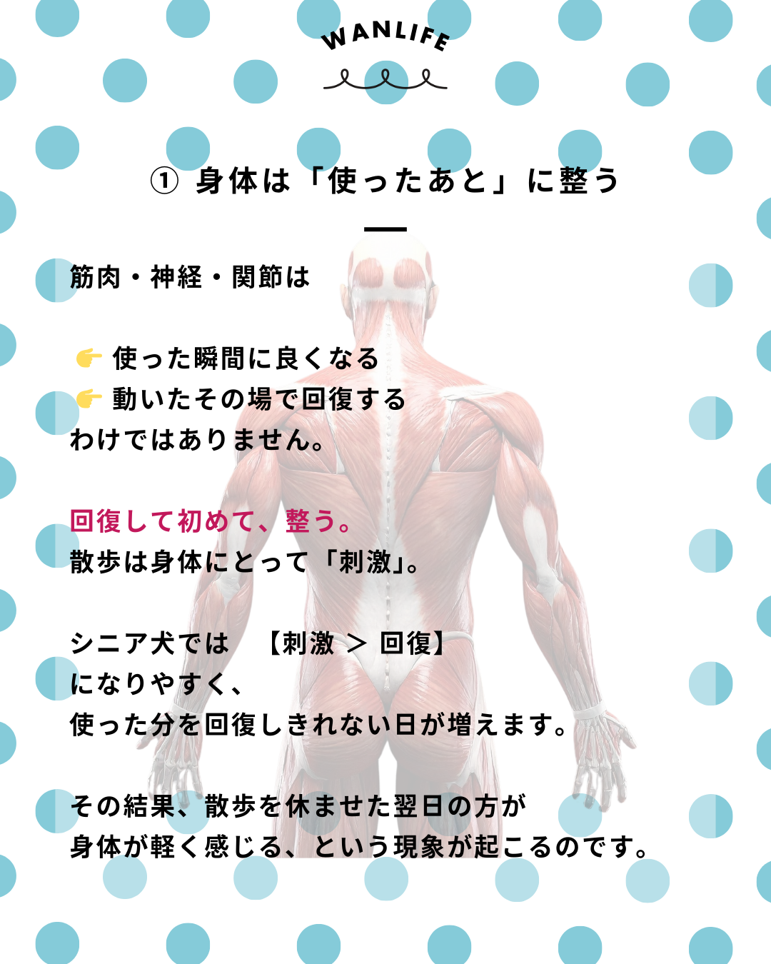 わんわん整体WanLife｜愛知・岐阜の犬の整体・メディセル筋膜リリース・歩けるくん・オベロンアニマルスキャン・ネオヒーラー・温灸・食事療法｜