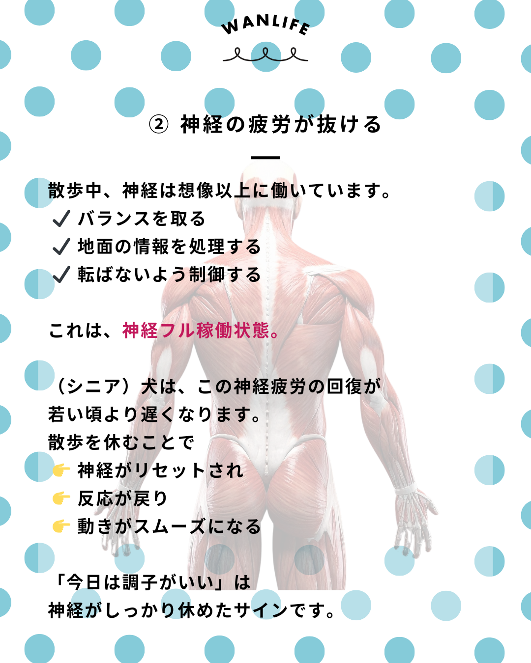 わんわん整体WanLife｜愛知・岐阜の犬の整体・メディセル筋膜リリース・歩けるくん・オベロンアニマルスキャン・ネオヒーラー・温灸・食事療法｜