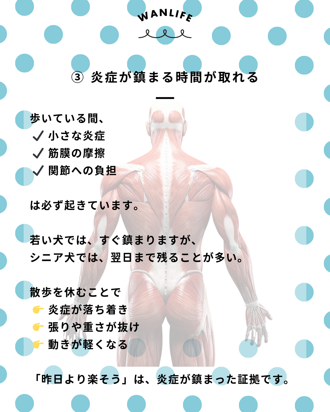 わんわん整体WanLife｜愛知・岐阜の犬の整体・メディセル筋膜リリース・歩けるくん・オベロンアニマルスキャン・ネオヒーラー・温灸・食事療法｜