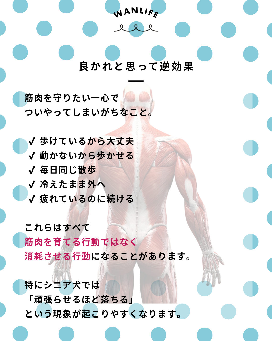 わんわん整体WanLife｜愛知・岐阜の犬の整体・メディセル筋膜リリース・歩けるくん・オベロンアニマルスキャン・ネオヒーラー・温灸・食事療法｜