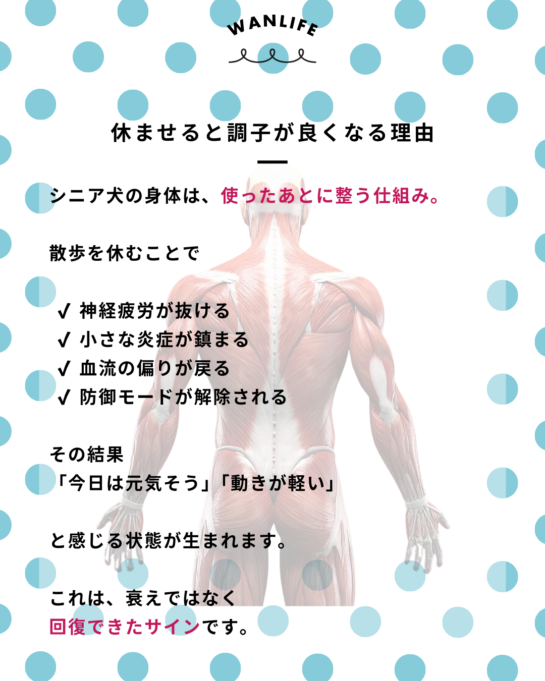 わんわん整体WanLife｜愛知・岐阜の犬の整体・メディセル筋膜リリース・歩けるくん・オベロンアニマルスキャン・ネオヒーラー・温灸・食事療法｜