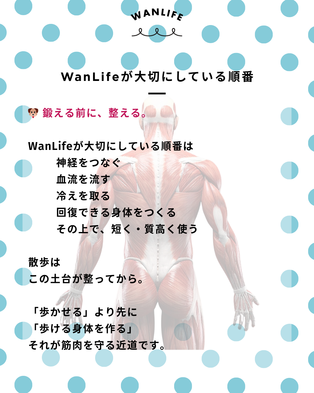 わんわん整体WanLife｜愛知・岐阜の犬の整体・メディセル筋膜リリース・歩けるくん・オベロンアニマルスキャン・ネオヒーラー・温灸・食事療法｜