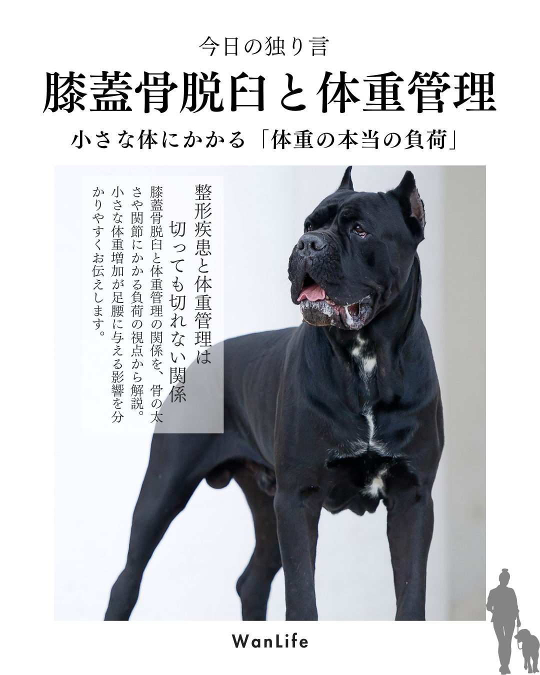 わんわん整体WanLife｜愛知・岐阜の犬の整体・メディセル筋膜リリース・オベロンアニマルスキャン・ネオヒーラー・温灸・食事療法｜