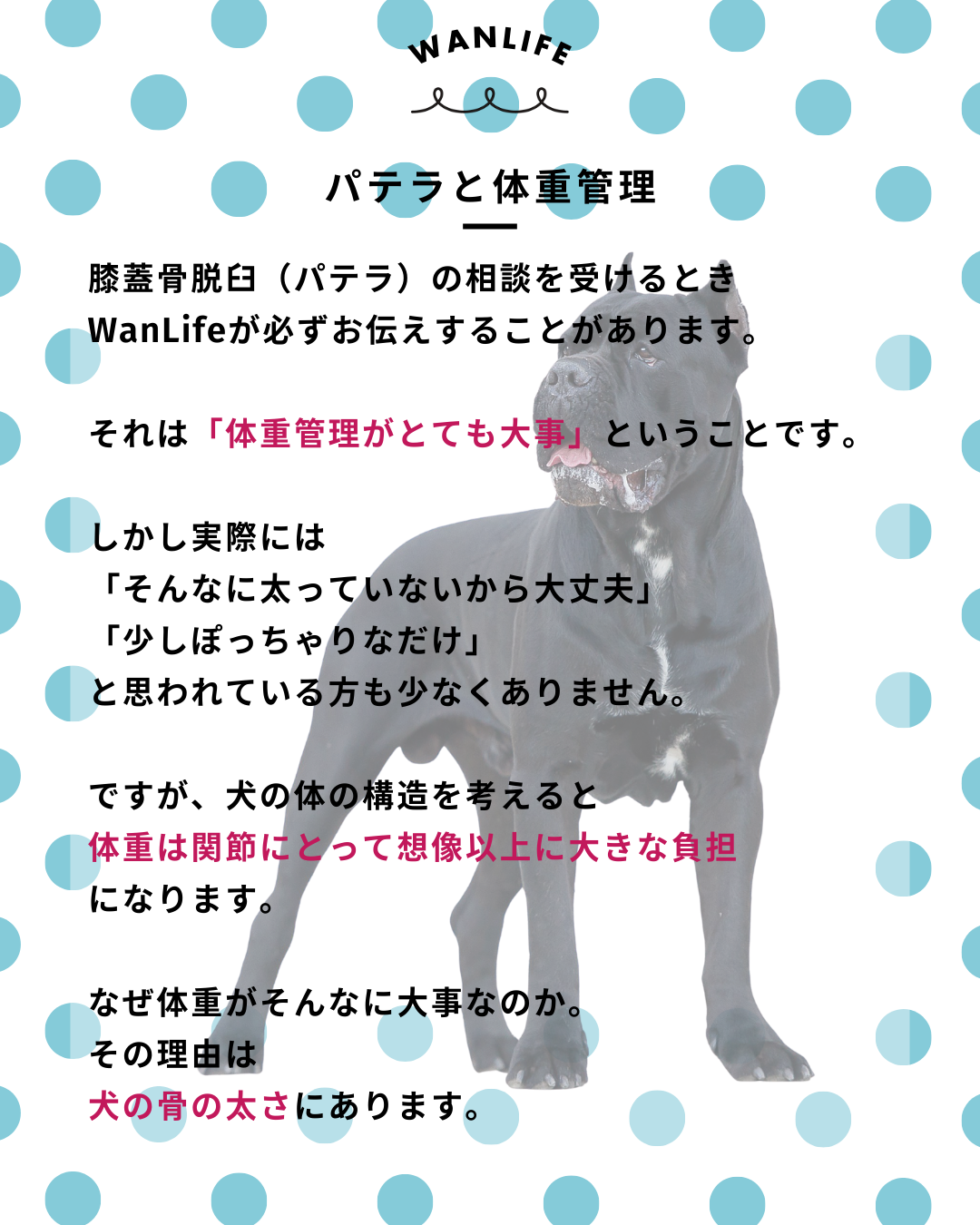 わんわん整体WanLife｜愛知・岐阜の犬の整体・メディセル筋膜リリース・オベロンアニマルスキャン・ネオヒーラー・温灸・食事療法｜