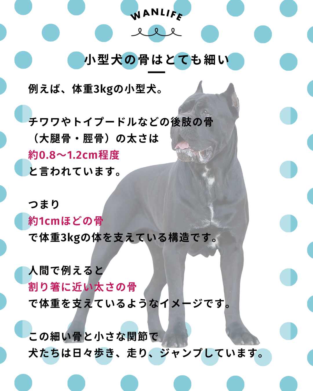 わんわん整体WanLife｜愛知・岐阜の犬の整体・メディセル筋膜リリース・オベロンアニマルスキャン・ネオヒーラー・温灸・食事療法｜