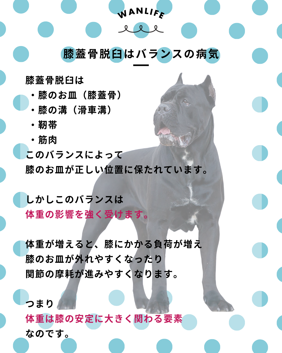 わんわん整体WanLife｜愛知・岐阜の犬の整体・メディセル筋膜リリース・オベロンアニマルスキャン・ネオヒーラー・温灸・食事療法｜