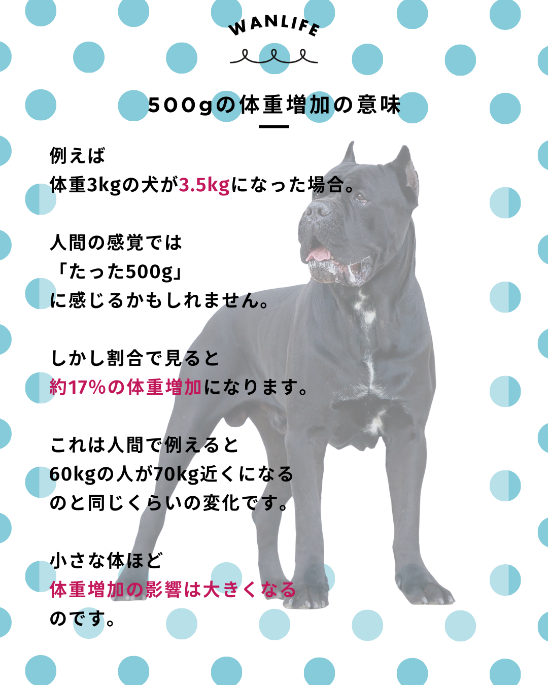 わんわん整体WanLife｜愛知・岐阜の犬の整体・メディセル筋膜リリース・オベロンアニマルスキャン・ネオヒーラー・温灸・食事療法｜