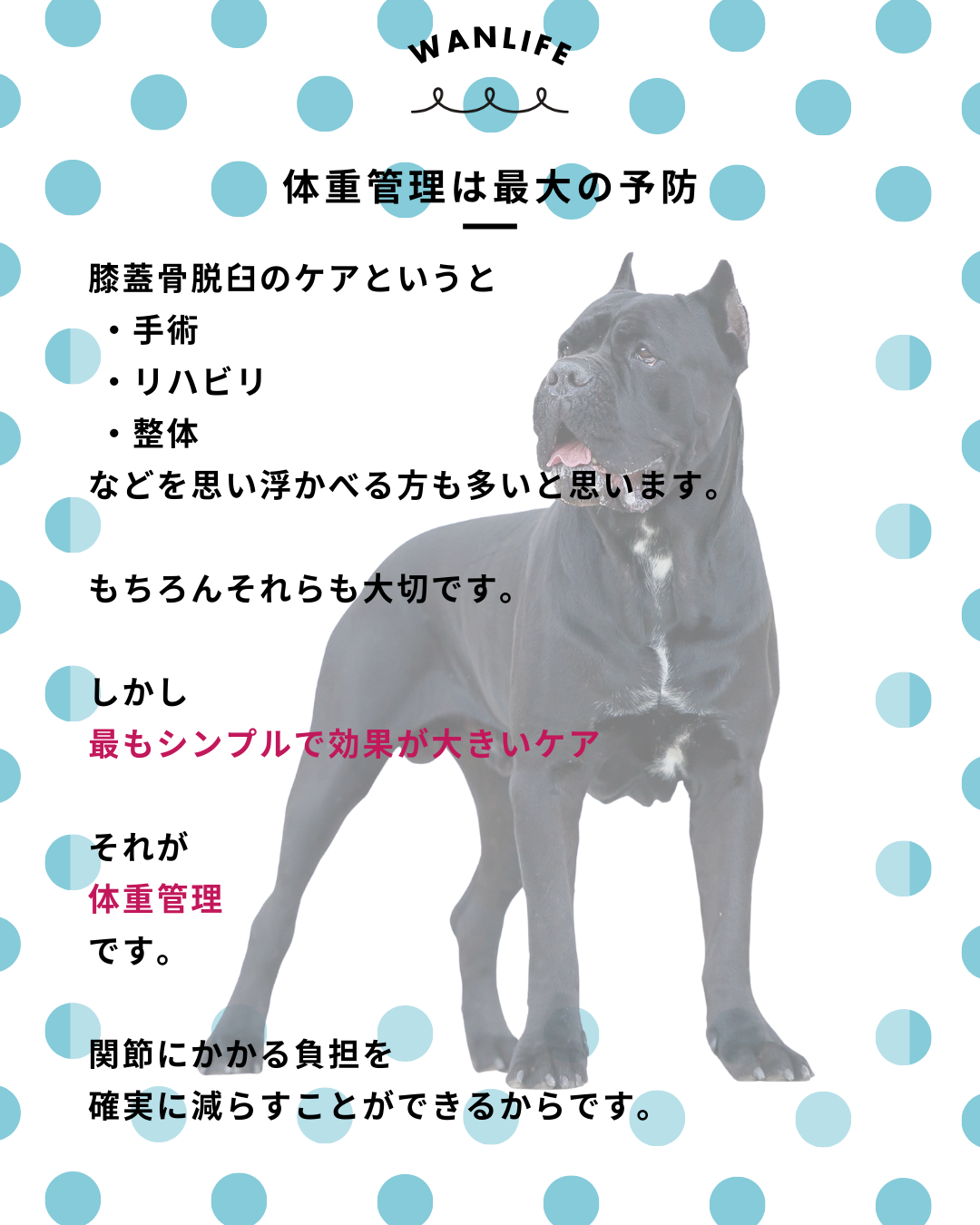 わんわん整体WanLife｜愛知・岐阜の犬の整体・メディセル筋膜リリース・オベロンアニマルスキャン・ネオヒーラー・温灸・食事療法｜