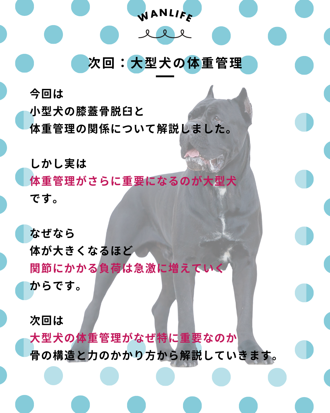 わんわん整体WanLife｜愛知・岐阜の犬の整体・メディセル筋膜リリース・オベロンアニマルスキャン・ネオヒーラー・温灸・食事療法｜