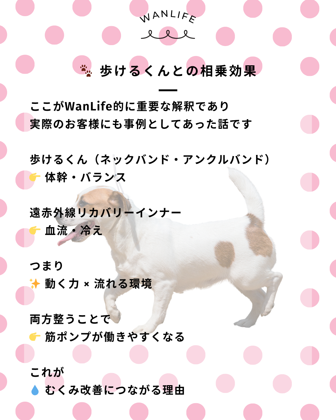 わんわん整体WanLife｜愛知・岐阜の犬の整体・メディセル筋膜リリース・オベロンアニマルスキャン・歩けるくん・ネオヒーラー・温灸・食事療法｜