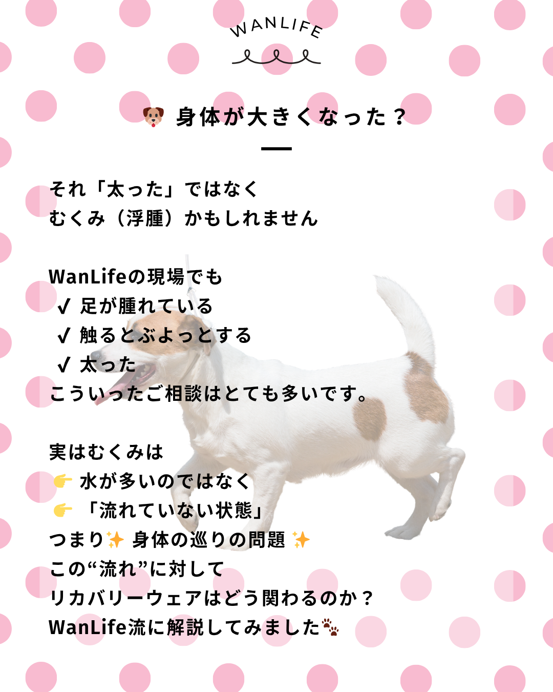 わんわん整体WanLife｜愛知・岐阜の犬の整体・メディセル筋膜リリース・オベロンアニマルスキャン・歩けるくん・ネオヒーラー・温灸・食事療法｜