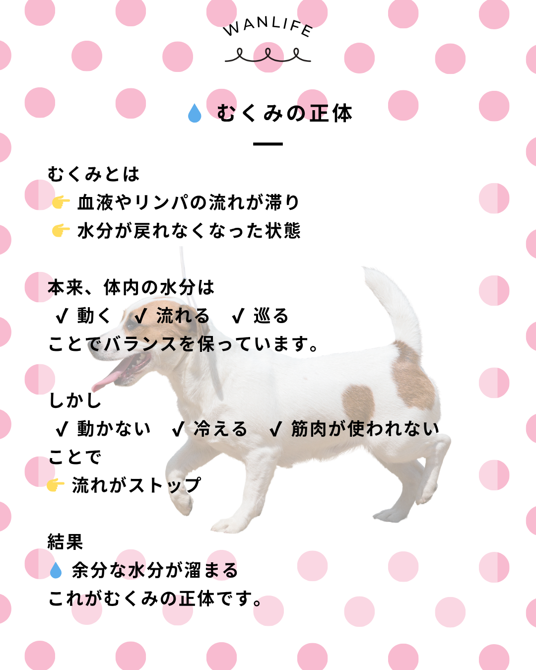 わんわん整体WanLife｜愛知・岐阜の犬の整体・メディセル筋膜リリース・オベロンアニマルスキャン・歩けるくん・ネオヒーラー・温灸・食事療法｜