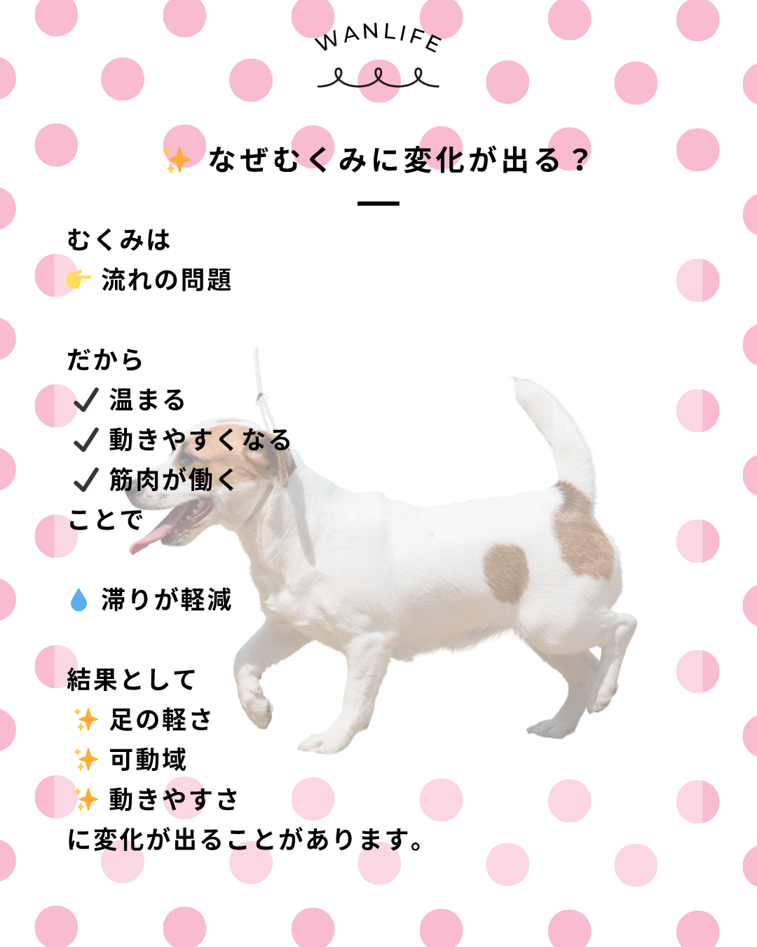 わんわん整体WanLife｜愛知・岐阜の犬の整体・メディセル筋膜リリース・オベロンアニマルスキャン・歩けるくん・ネオヒーラー・温灸・食事療法｜