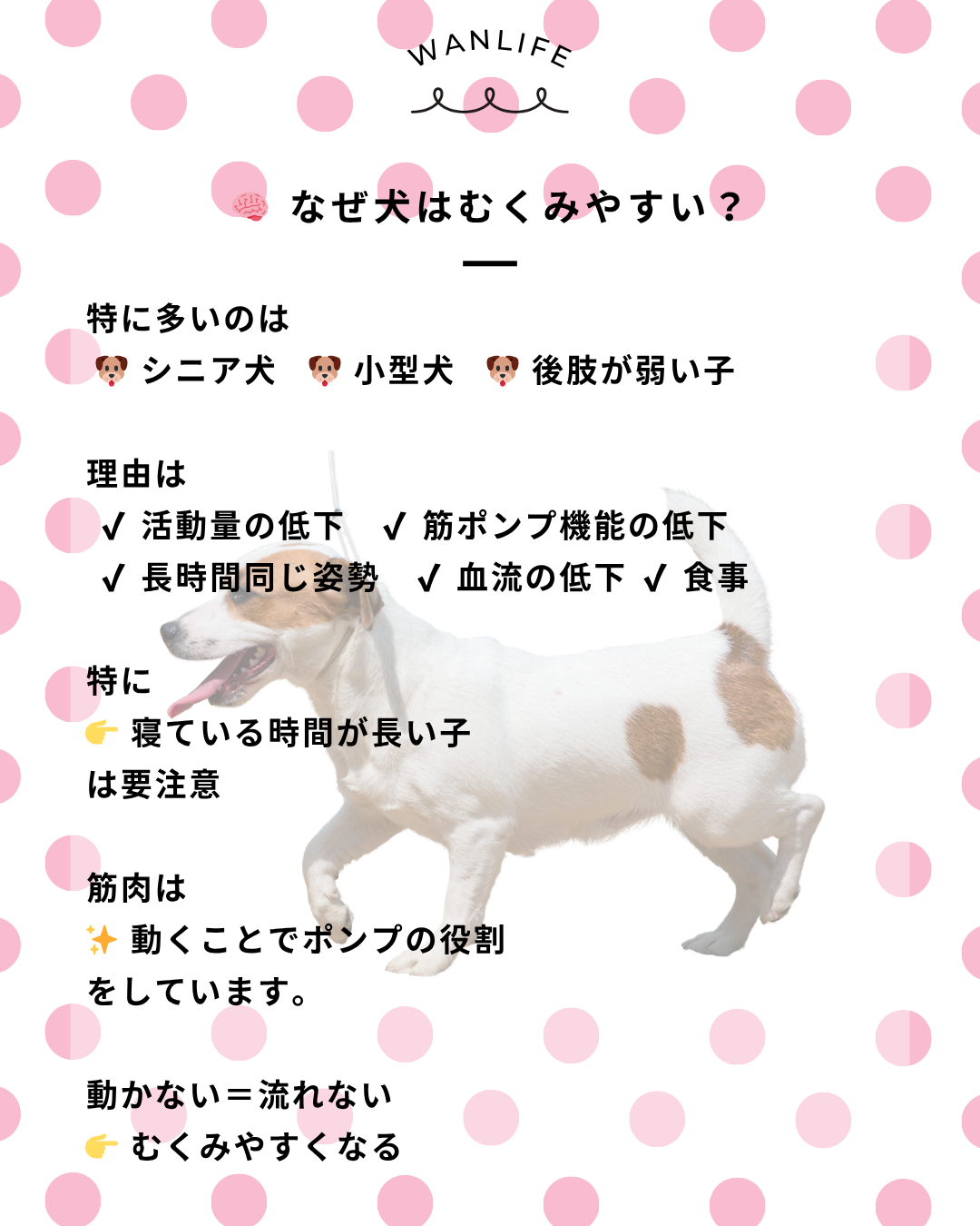 わんわん整体WanLife｜愛知・岐阜の犬の整体・メディセル筋膜リリース・オベロンアニマルスキャン・歩けるくん・ネオヒーラー・温灸・食事療法｜