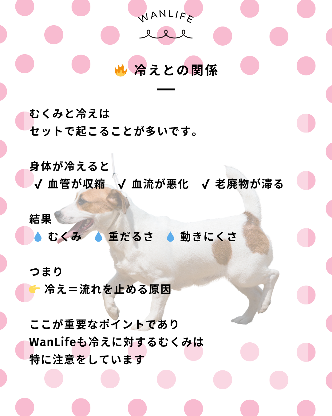 わんわん整体WanLife｜愛知・岐阜の犬の整体・メディセル筋膜リリース・オベロンアニマルスキャン・歩けるくん・ネオヒーラー・温灸・食事療法｜