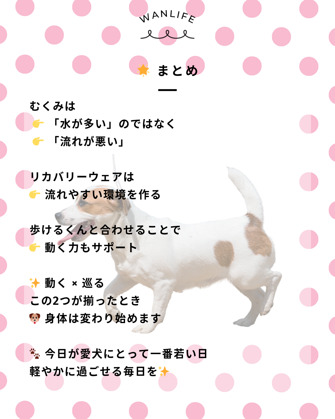 わんわん整体WanLife｜愛知・岐阜の犬の整体・メディセル筋膜リリース・オベロンアニマルスキャン・歩けるくん・ネオヒーラー・温灸・食事療法｜