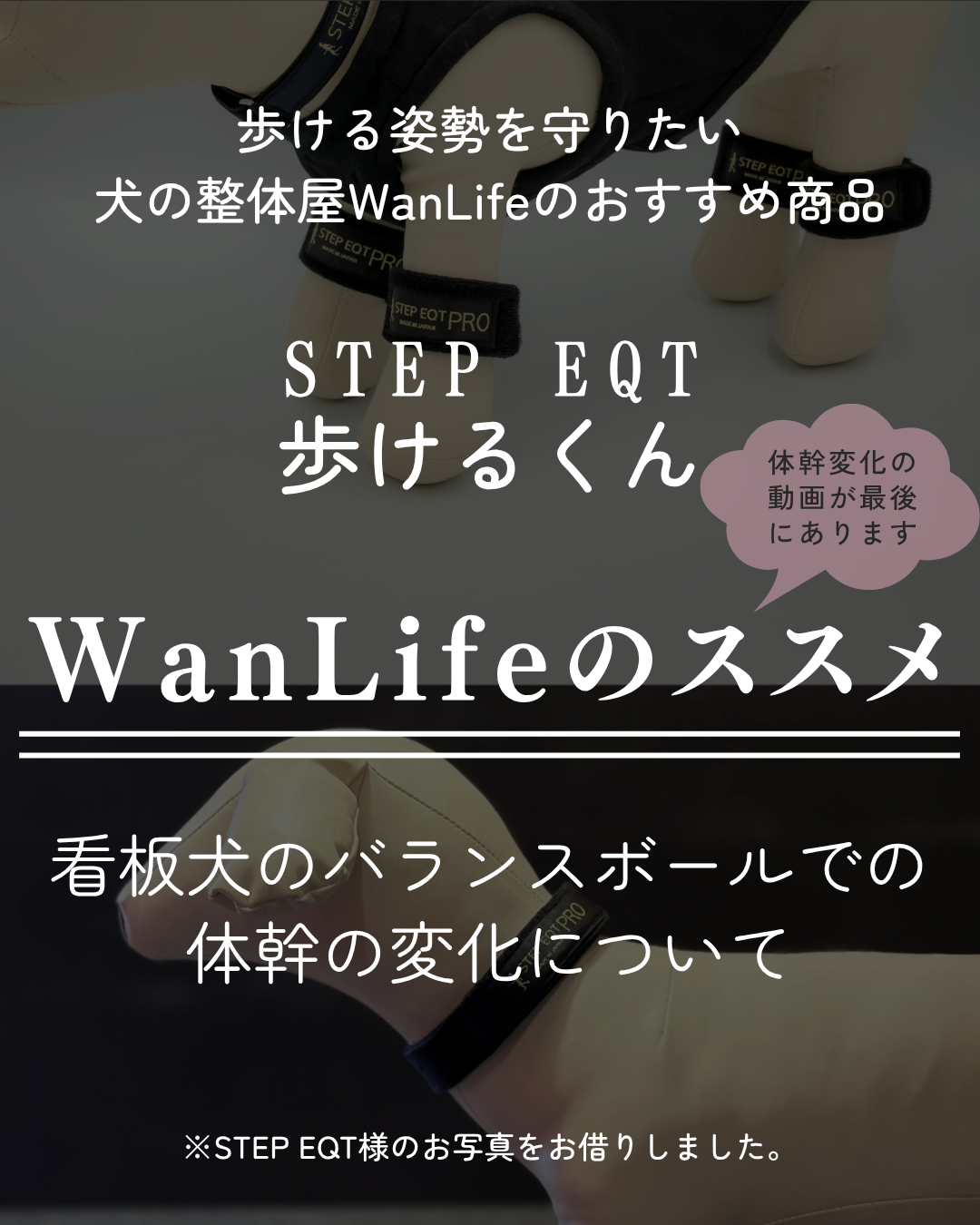わんわん整体WanLife｜愛知・岐阜の犬の整体・メディセル筋膜リリース・オベロンアニマルスキャン・歩けるくん・ネオヒーラー・温灸・食事療法｜