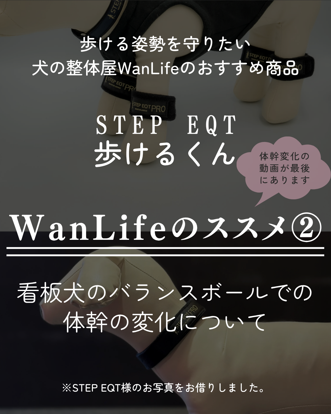 わんわん整体WanLife｜愛知・岐阜の犬の整体・メディセル筋膜リリース・オベロンアニマルスキャン・歩けるくん・ネオヒーラー・温灸・食事療法｜