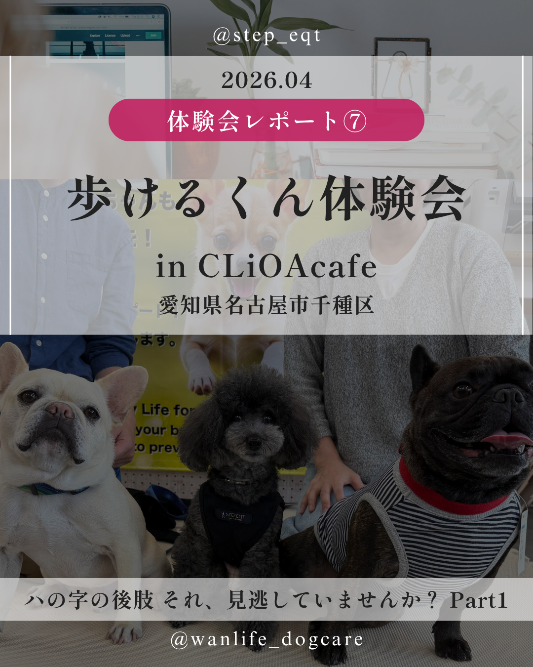 わんわん整体WanLife｜愛知・岐阜の犬の整体・メディセル筋膜リリース・オベロンアニマルスキャン・歩けるくん・ネオヒーラー・温灸・食事療法｜