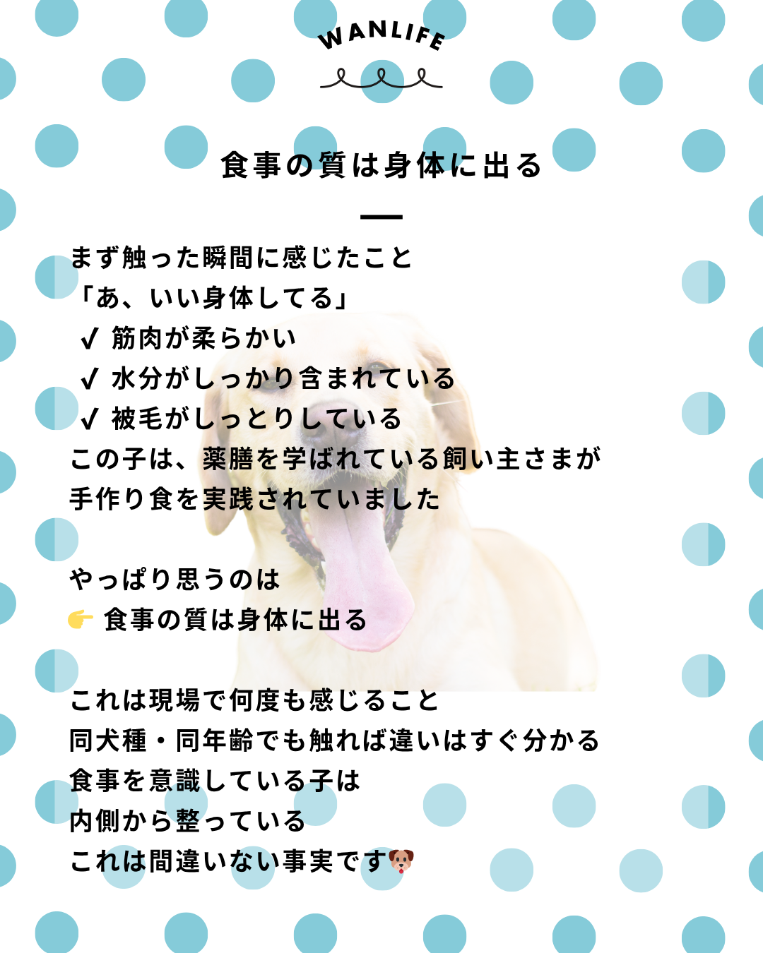 わんわん整体WanLife｜愛知・岐阜の犬の整体・メディセル筋膜リリース・オベロンアニマルスキャン・ネオヒーラー・温灸・食事療法｜