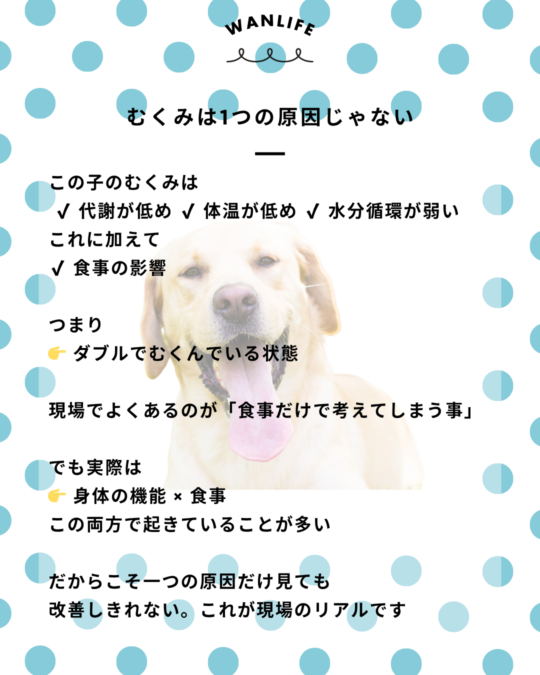 わんわん整体WanLife｜愛知・岐阜の犬の整体・メディセル筋膜リリース・オベロンアニマルスキャン・ネオヒーラー・温灸・食事療法｜