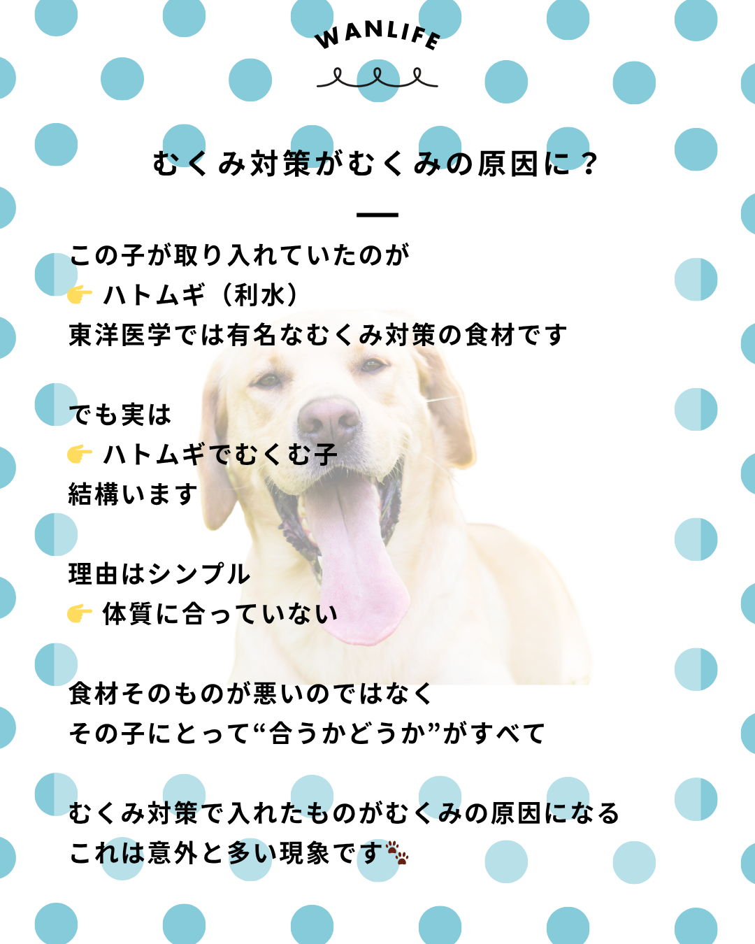 わんわん整体WanLife｜愛知・岐阜の犬の整体・メディセル筋膜リリース・オベロンアニマルスキャン・ネオヒーラー・温灸・食事療法｜