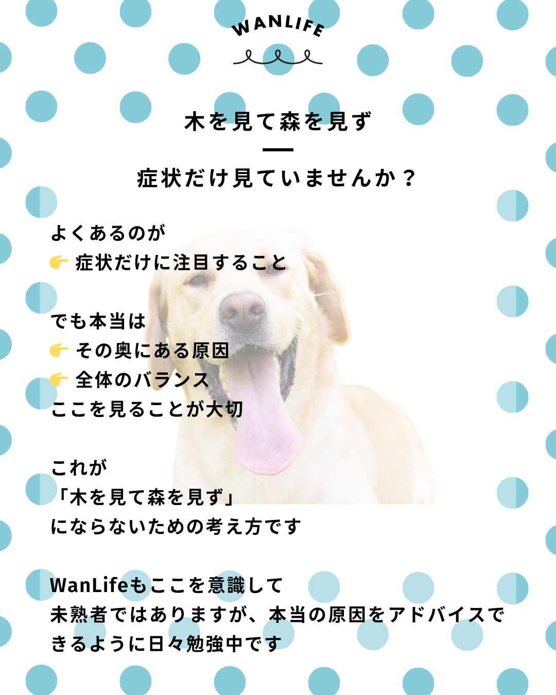 わんわん整体WanLife|愛知・岐阜の犬の整体・メディセル筋膜リリース・オベロンアニマルスキャン・ネオヒーラー・温灸・食事療法|