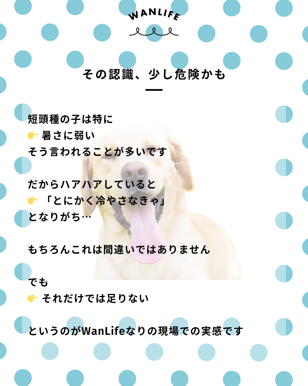 わんわん整体WanLife|愛知・岐阜の犬の整体・メディセル筋膜リリース・オベロンアニマルスキャン・ネオヒーラー・温灸・食事療法|