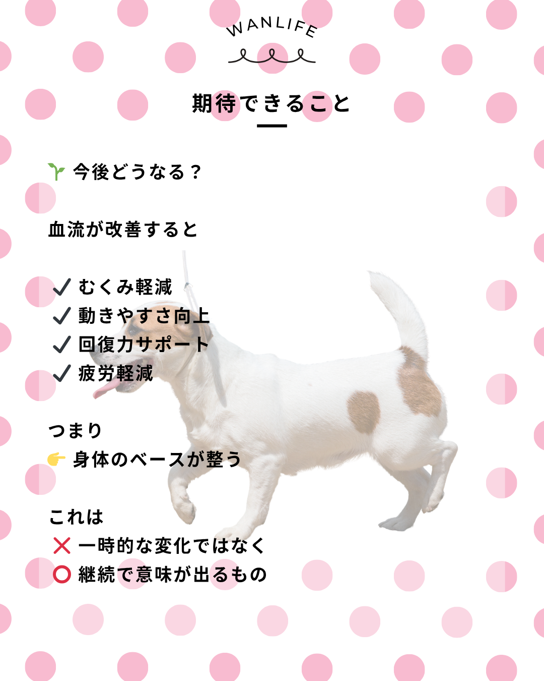 わんわん整体WanLife｜愛知・岐阜の犬の整体・メディセル筋膜リリース・オベロンアニマルスキャン・歩けるくん・ネオヒーラー・温灸・食事療法｜