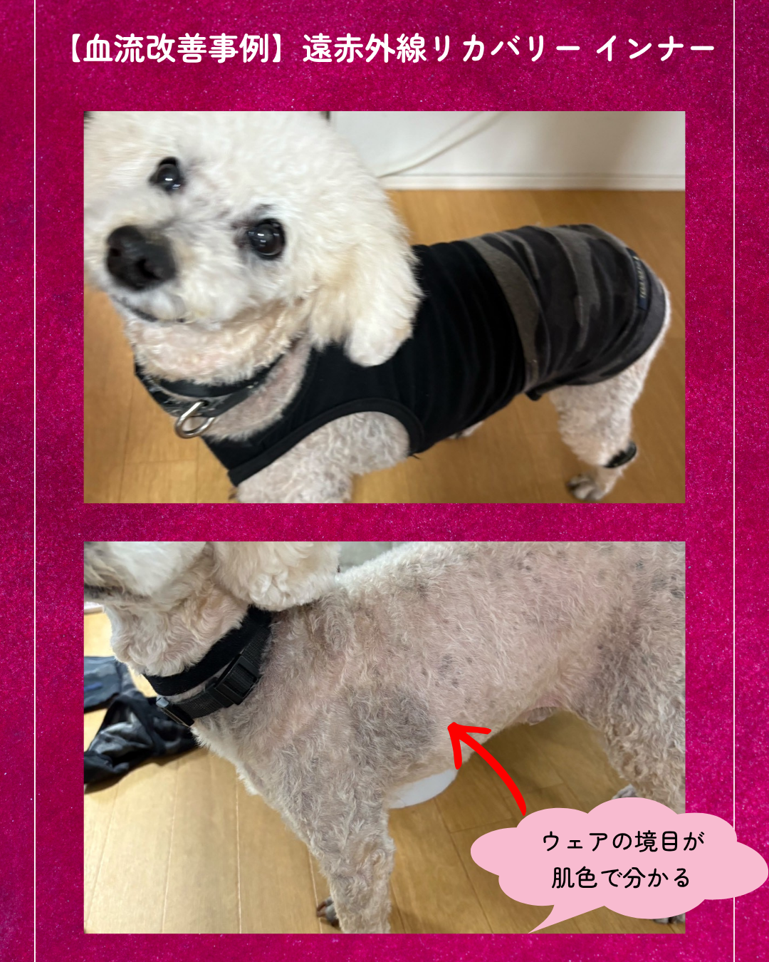 わんわん整体WanLife｜愛知・岐阜の犬の整体・メディセル筋膜リリース・オベロンアニマルスキャン・歩けるくん・ネオヒーラー・温灸・食事療法｜