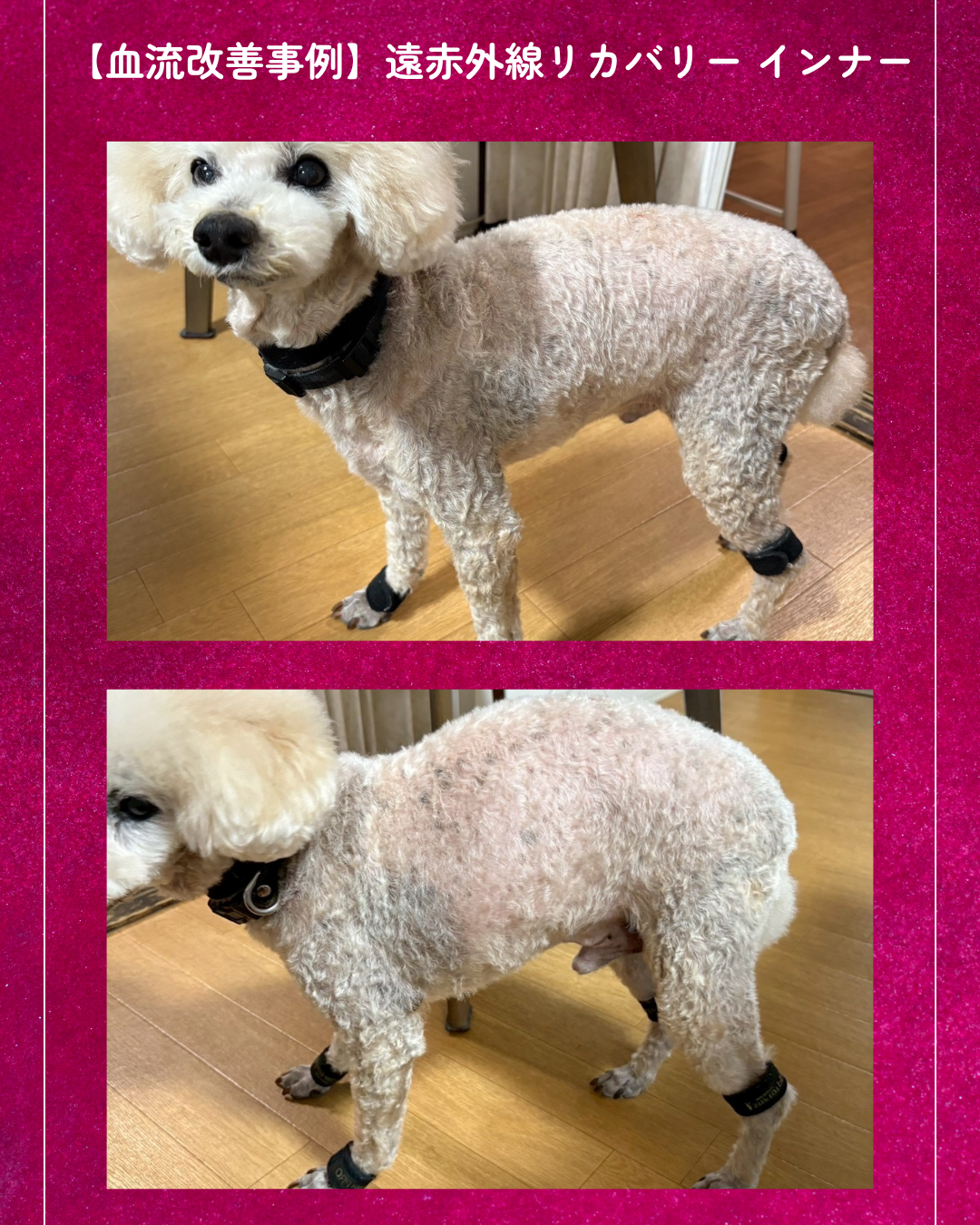 わんわん整体WanLife｜愛知・岐阜の犬の整体・メディセル筋膜リリース・オベロンアニマルスキャン・歩けるくん・ネオヒーラー・温灸・食事療法｜