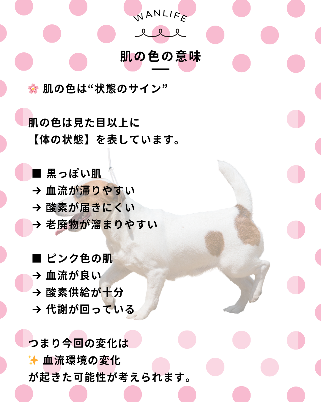 わんわん整体WanLife｜愛知・岐阜の犬の整体・メディセル筋膜リリース・オベロンアニマルスキャン・歩けるくん・ネオヒーラー・温灸・食事療法｜