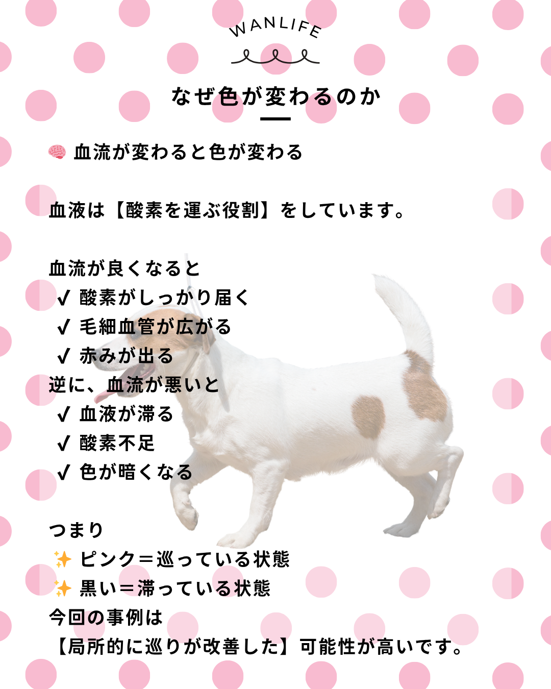 わんわん整体WanLife｜愛知・岐阜の犬の整体・メディセル筋膜リリース・オベロンアニマルスキャン・歩けるくん・ネオヒーラー・温灸・食事療法｜