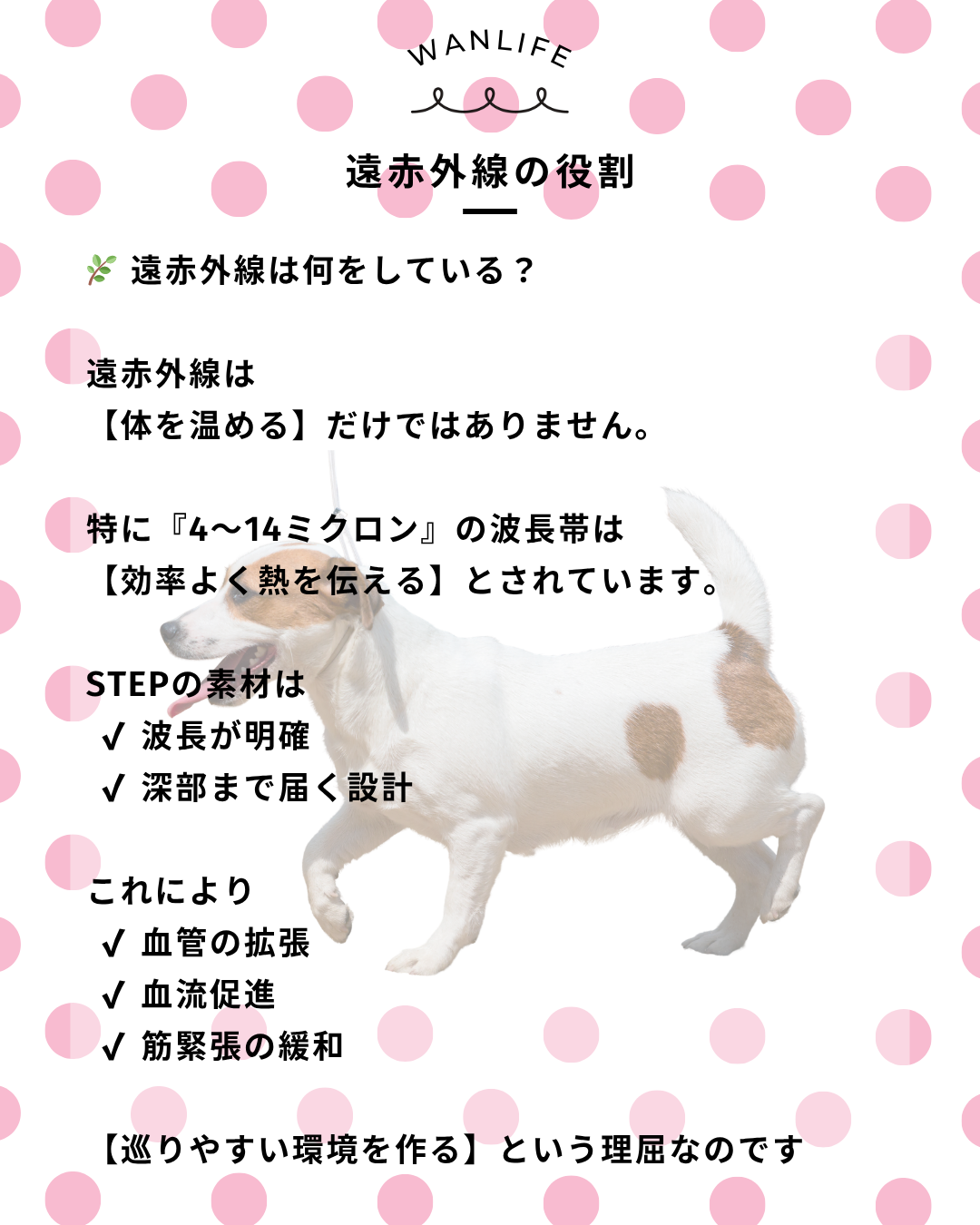 わんわん整体WanLife｜愛知・岐阜の犬の整体・メディセル筋膜リリース・オベロンアニマルスキャン・歩けるくん・ネオヒーラー・温灸・食事療法｜