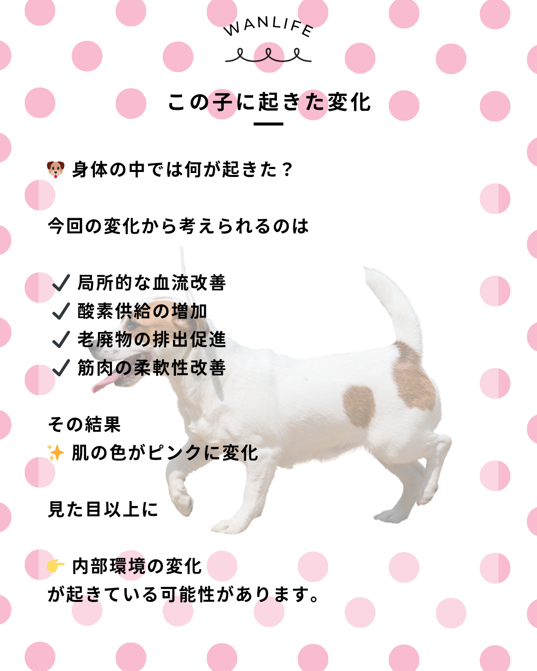 わんわん整体WanLife｜愛知・岐阜の犬の整体・メディセル筋膜リリース・オベロンアニマルスキャン・歩けるくん・ネオヒーラー・温灸・食事療法｜