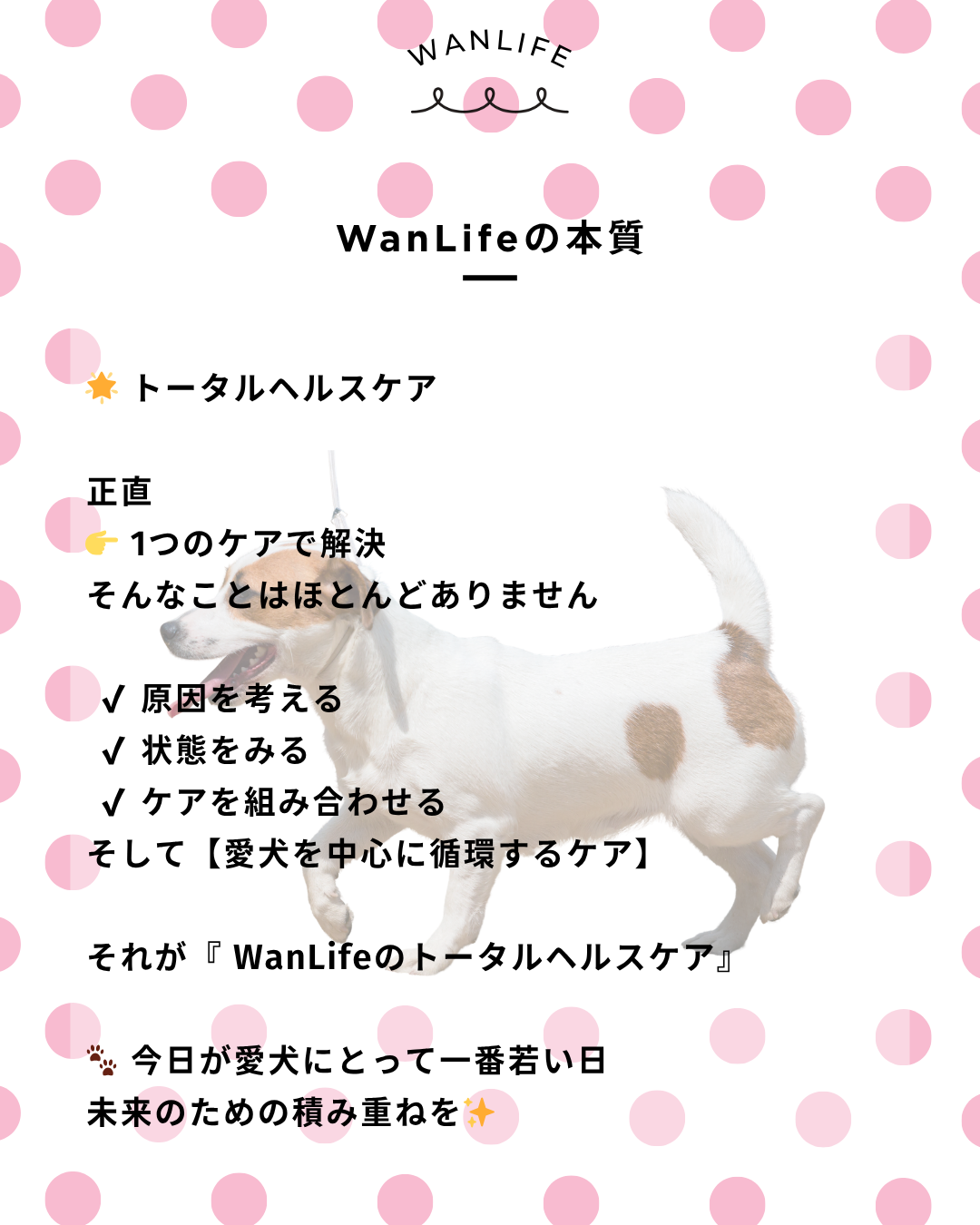 わんわん整体WanLife｜愛知・岐阜の犬の整体・メディセル筋膜リリース・オベロンアニマルスキャン・歩けるくん・ネオヒーラー・温灸・食事療法｜