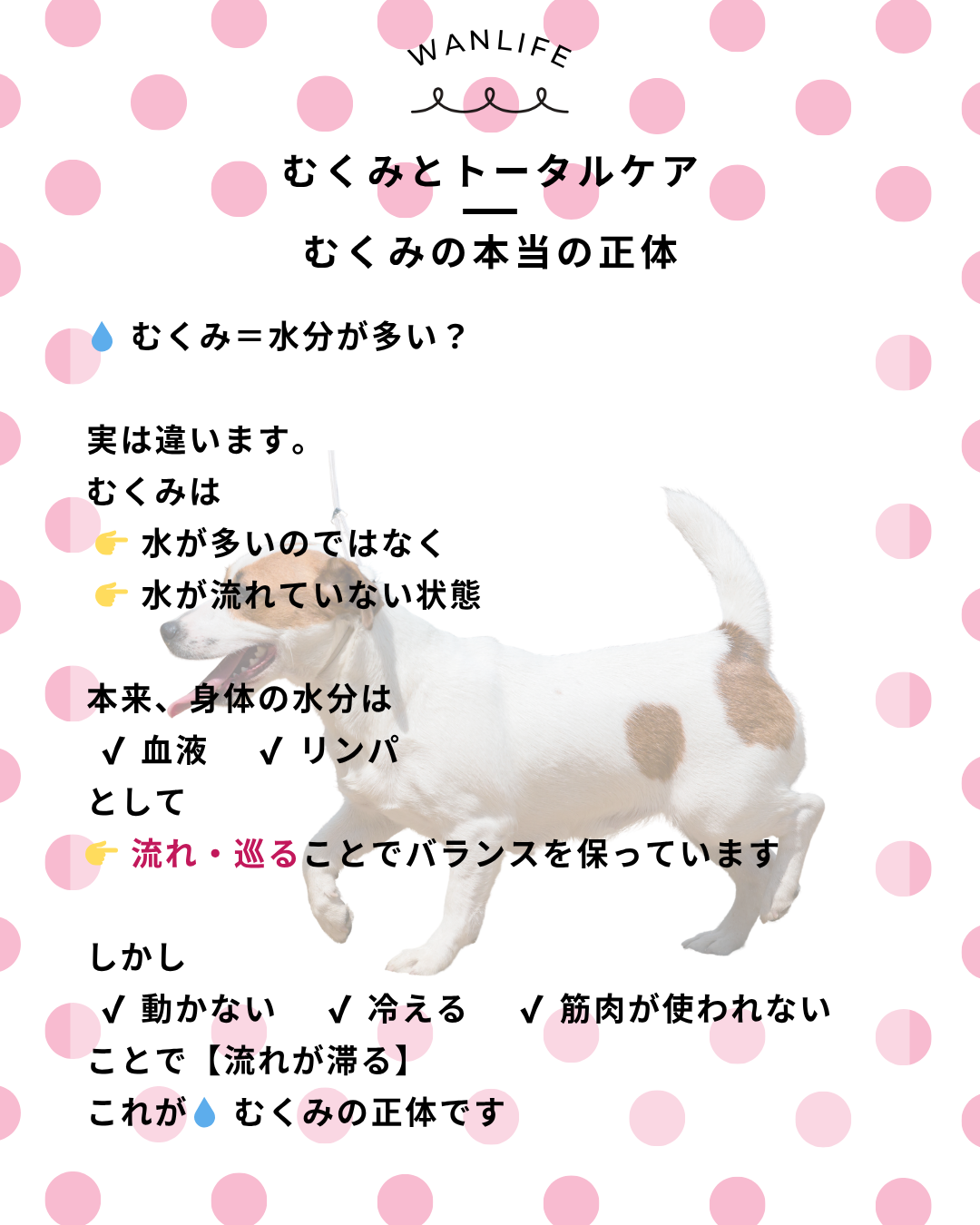 わんわん整体WanLife｜愛知・岐阜の犬の整体・メディセル筋膜リリース・オベロンアニマルスキャン・歩けるくん・ネオヒーラー・温灸・食事療法｜