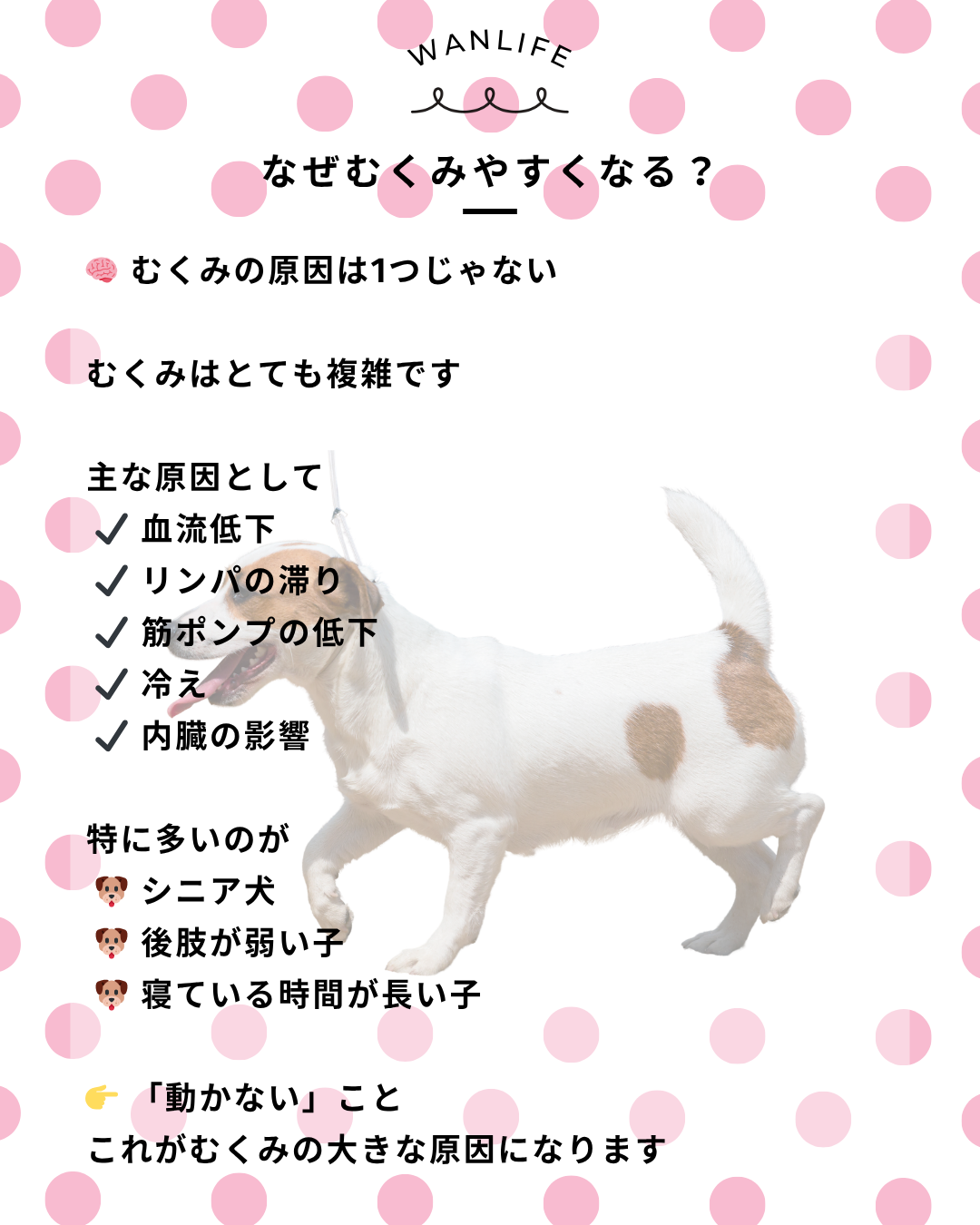 わんわん整体WanLife｜愛知・岐阜の犬の整体・メディセル筋膜リリース・オベロンアニマルスキャン・歩けるくん・ネオヒーラー・温灸・食事療法｜