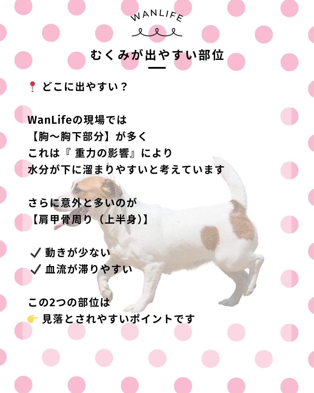 わんわん整体WanLife｜愛知・岐阜の犬の整体・メディセル筋膜リリース・オベロンアニマルスキャン・歩けるくん・ネオヒーラー・温灸・食事療法｜