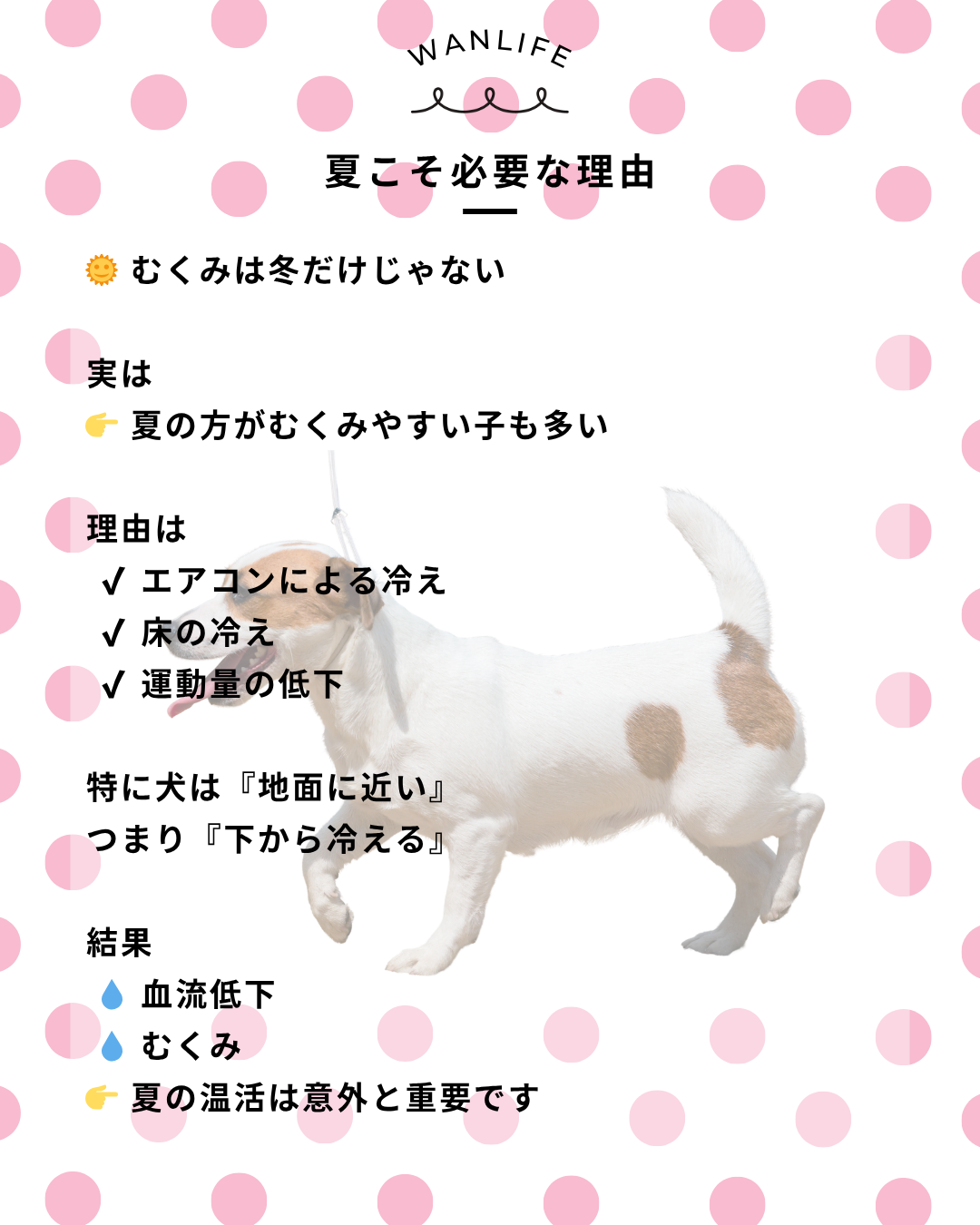 わんわん整体WanLife｜愛知・岐阜の犬の整体・メディセル筋膜リリース・オベロンアニマルスキャン・歩けるくん・ネオヒーラー・温灸・食事療法｜